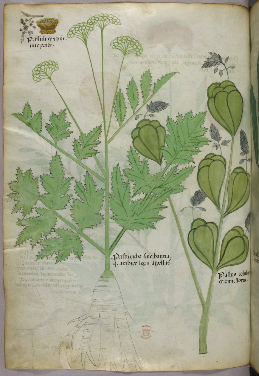 Ilustração botânica, c.1440 (tinta e cor sobre velino) de Italian School