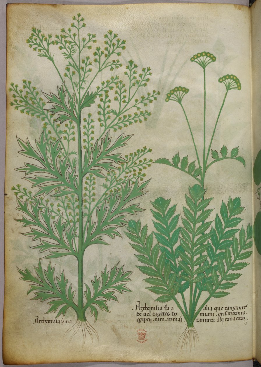 Ilustração botânica, c.1440 (tinta e cor sobre velino) de Italian School