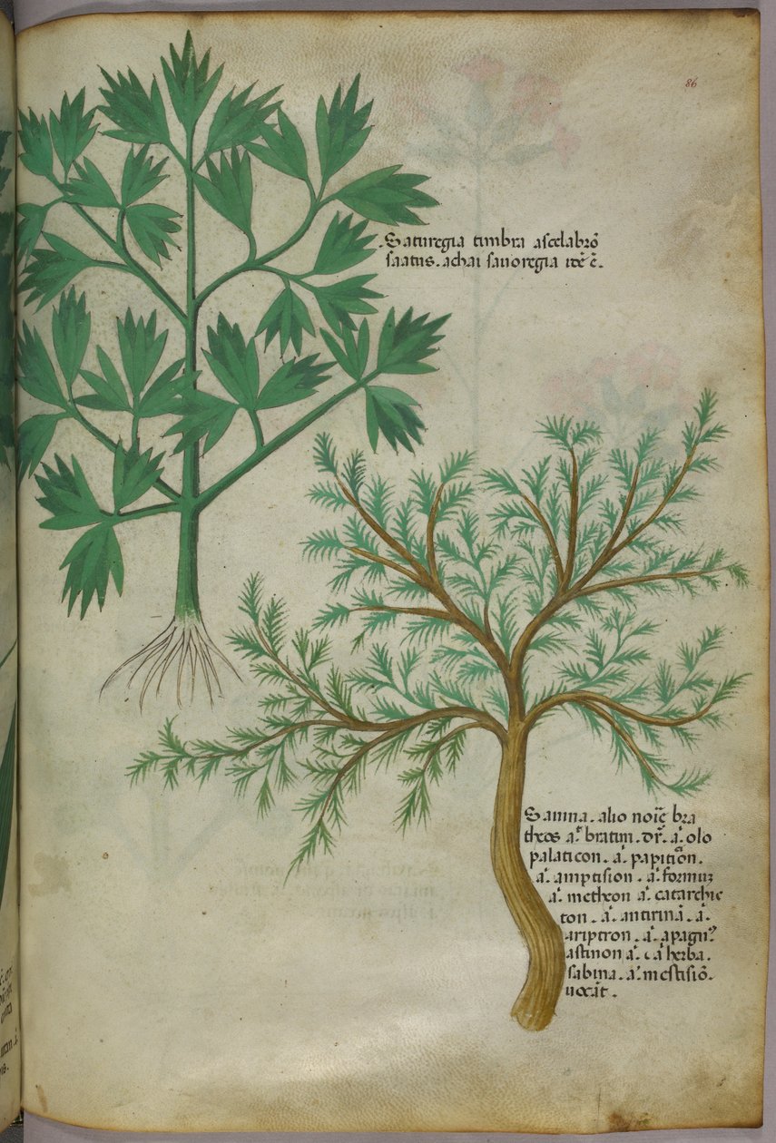 Ilustração botânica, c.1440 (tinta e cor sobre velino) de Italian School
