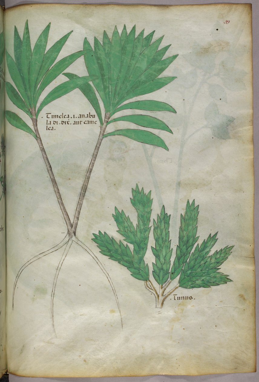 Ilustração botânica, c.1440 (tinta e cor sobre velino) de Italian School