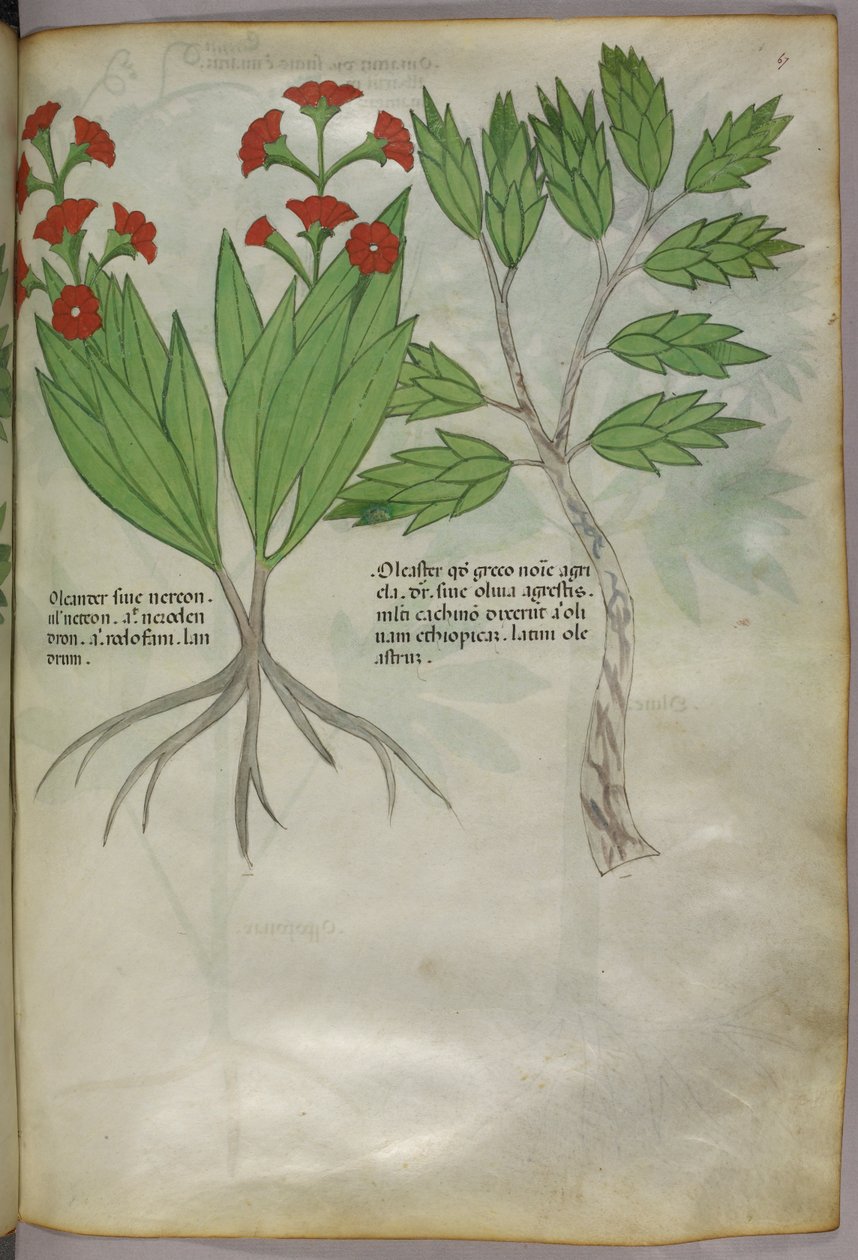 Ilustração botânica, c.1440 (tinta e cor sobre velino) de Italian School