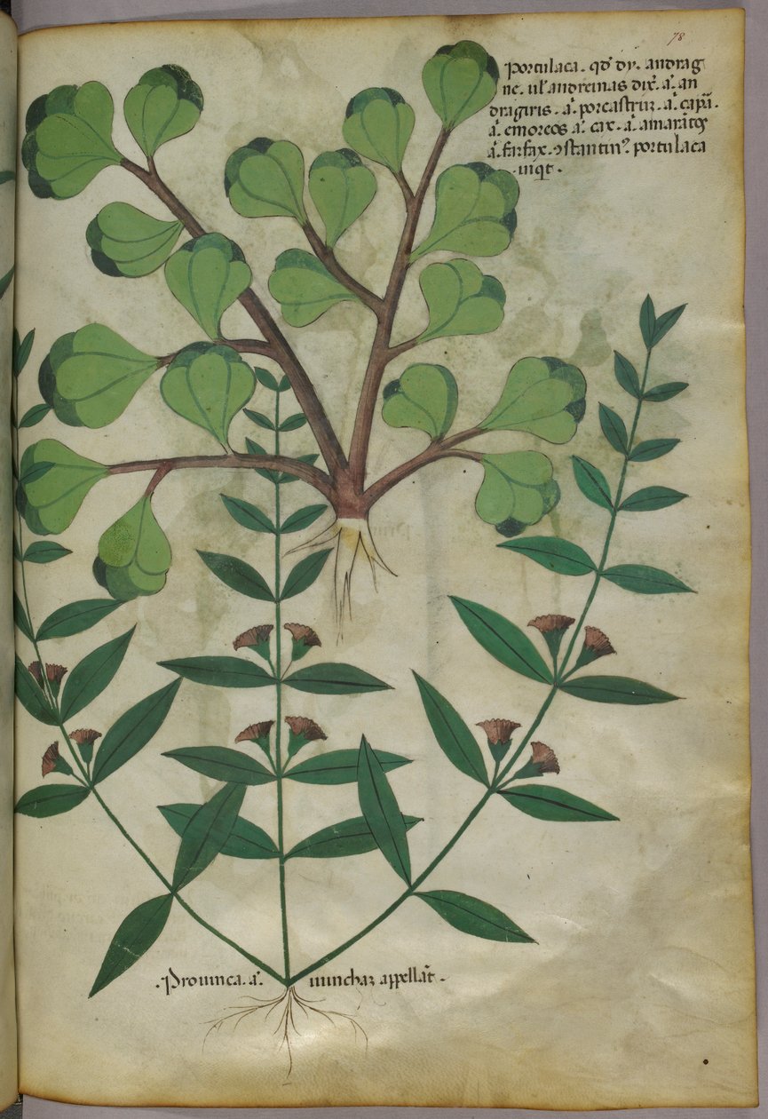 Ilustração botânica, c.1440 (tinta e cor sobre velino) de Italian School