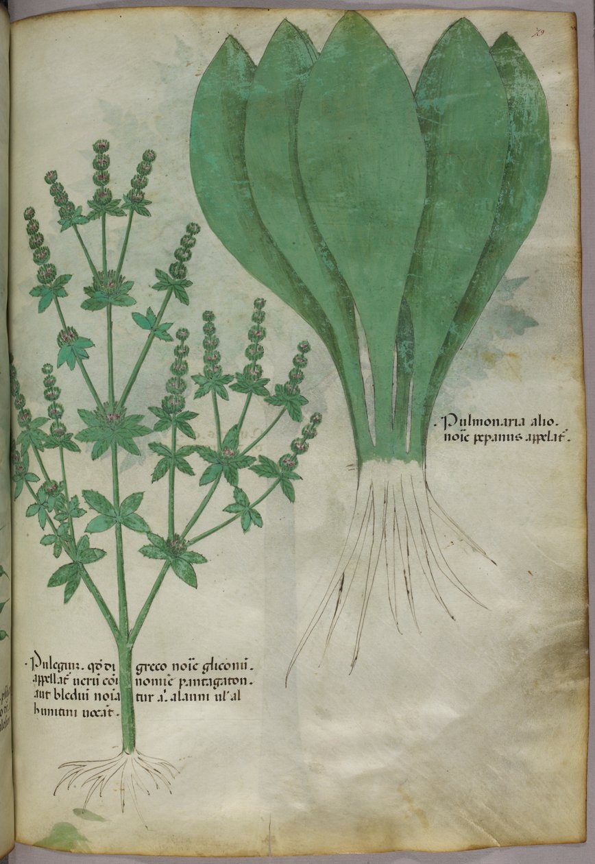 Ilustração botânica, c.1440 (tinta e cor sobre velino) de Italian School