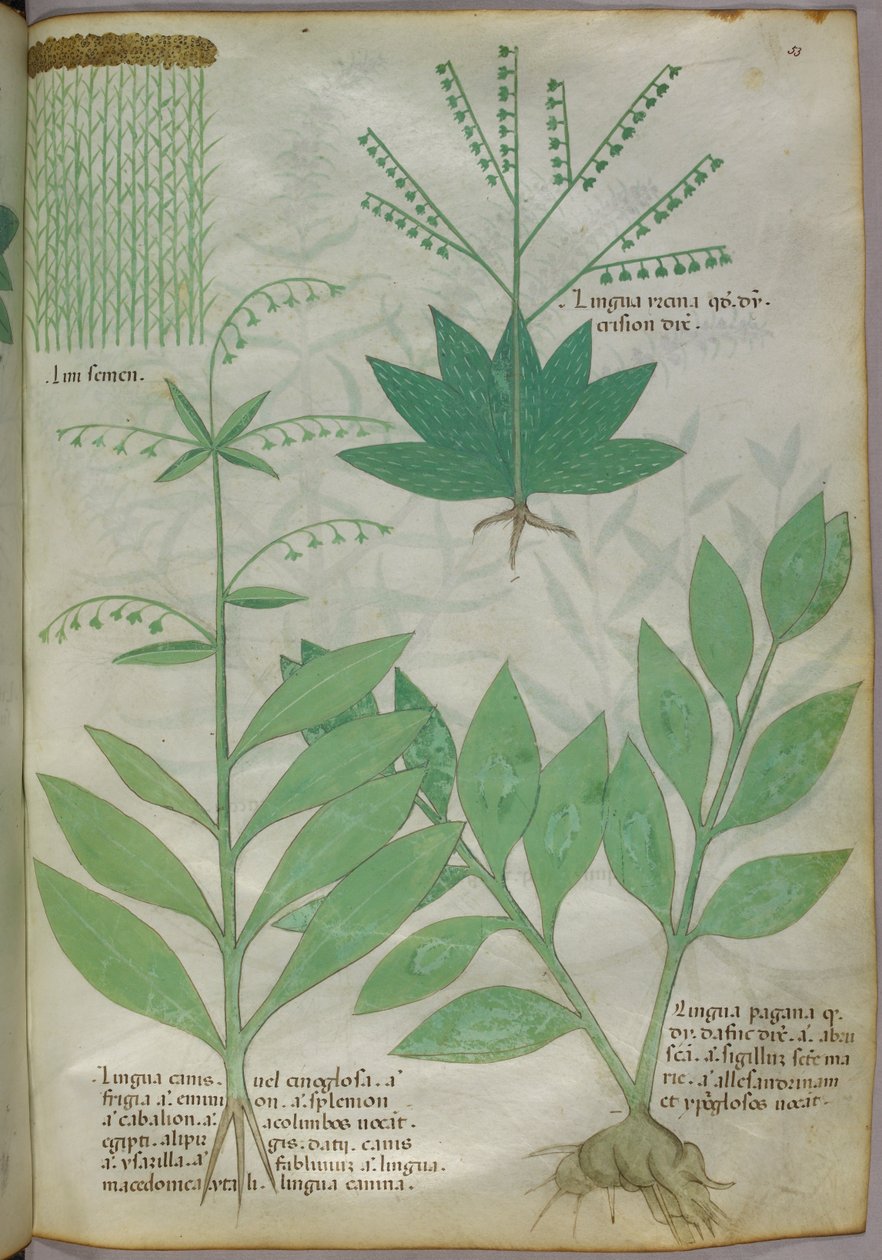 Ilustração botânica, c.1440 (tinta e cor sobre velino) de Italian School