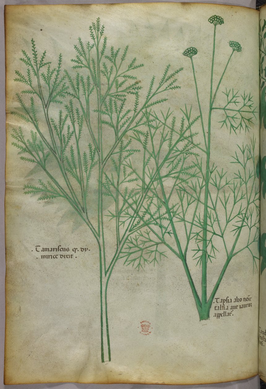 Ilustração botânica, c.1440 (tinta e cor sobre velino) de Italian School