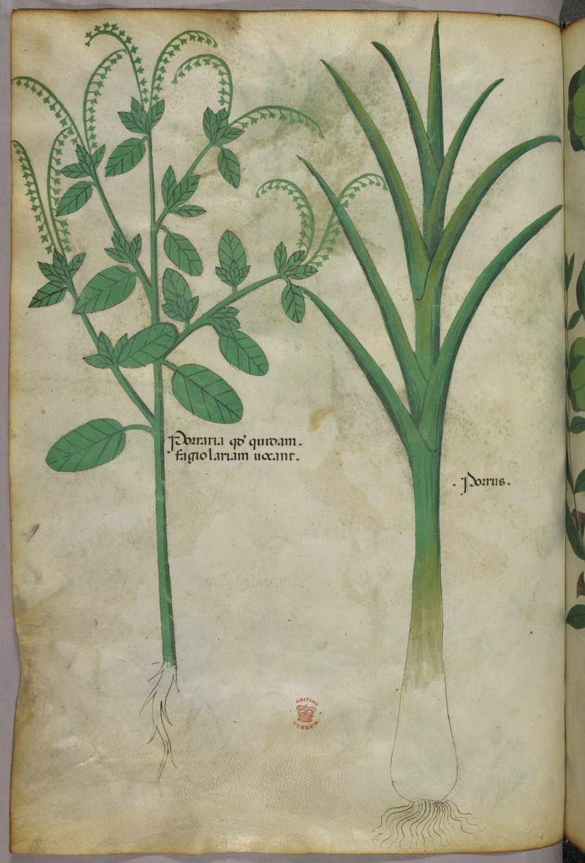 Ilustração botânica, c.1440 (tinta e cor sobre velino) de Italian School