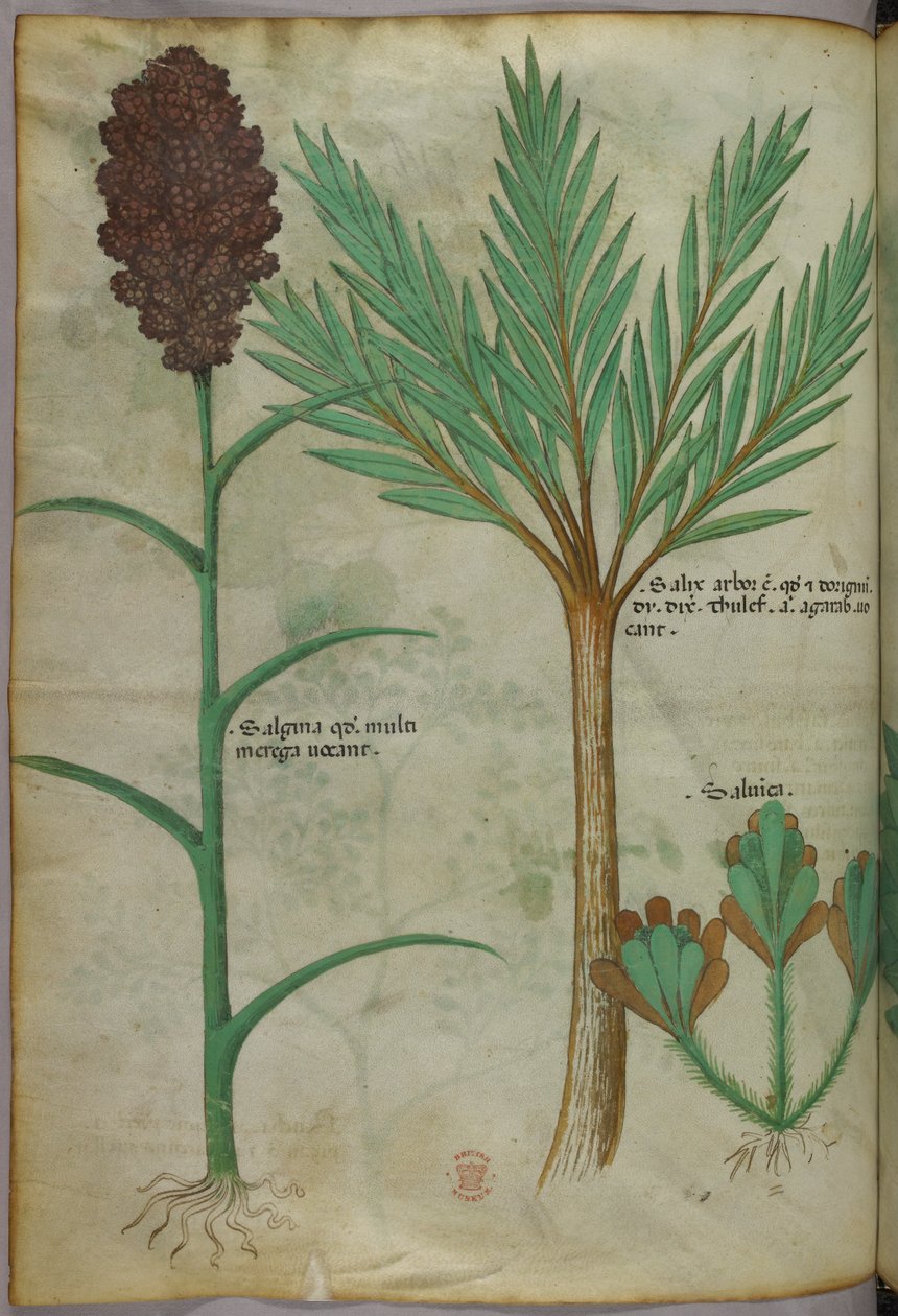 Ilustração botânica, c.1440 (tinta e cor sobre velino) de Italian School