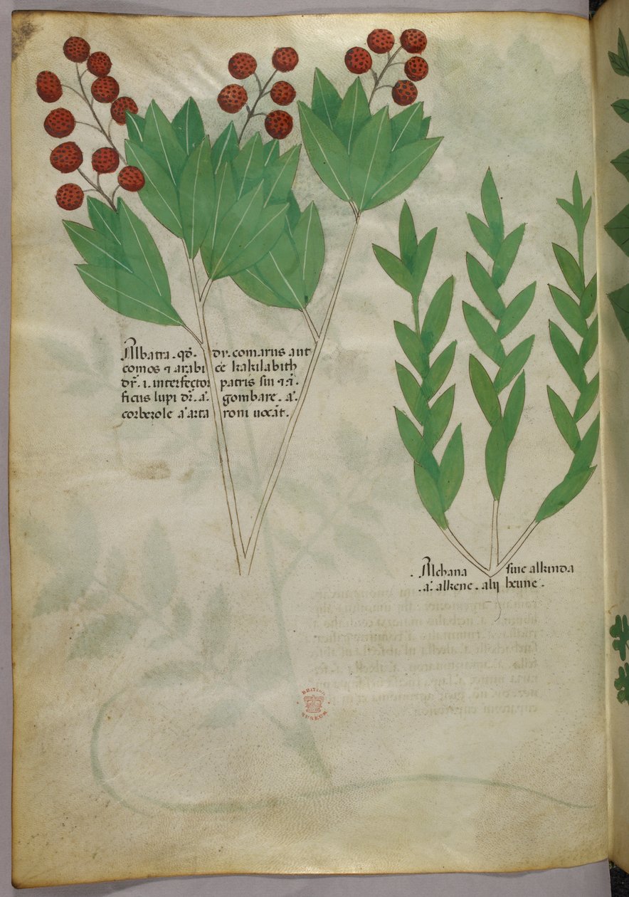 Ilustração botânica, c.1440 (tinta e cor sobre velino) de Italian School