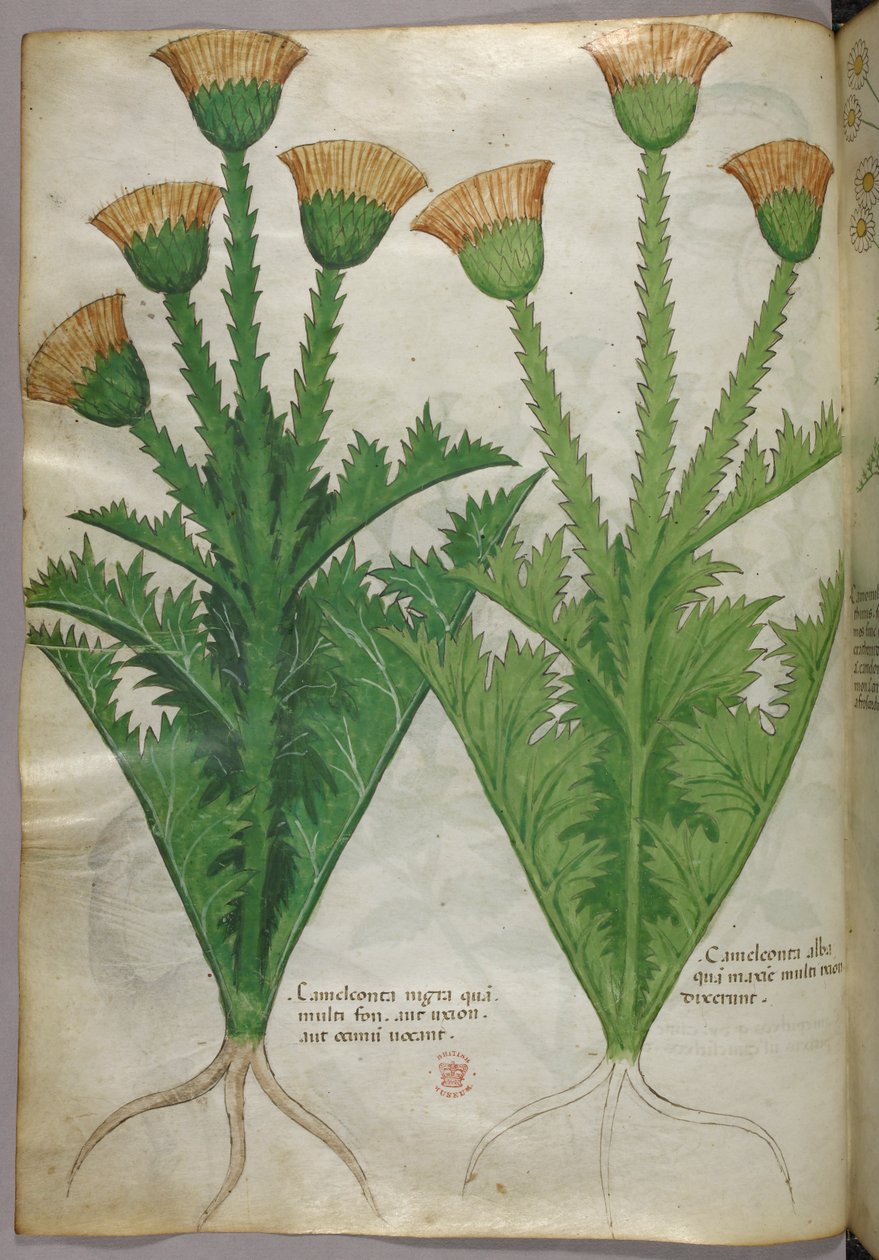 Ilustração botânica, c.1440 (tinta e cor sobre velino) de Italian School