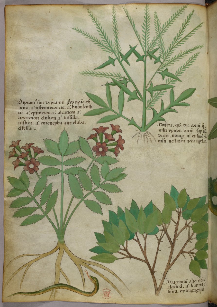 Ilustração botânica, c.1440 (tinta e cor sobre velino) de Italian School