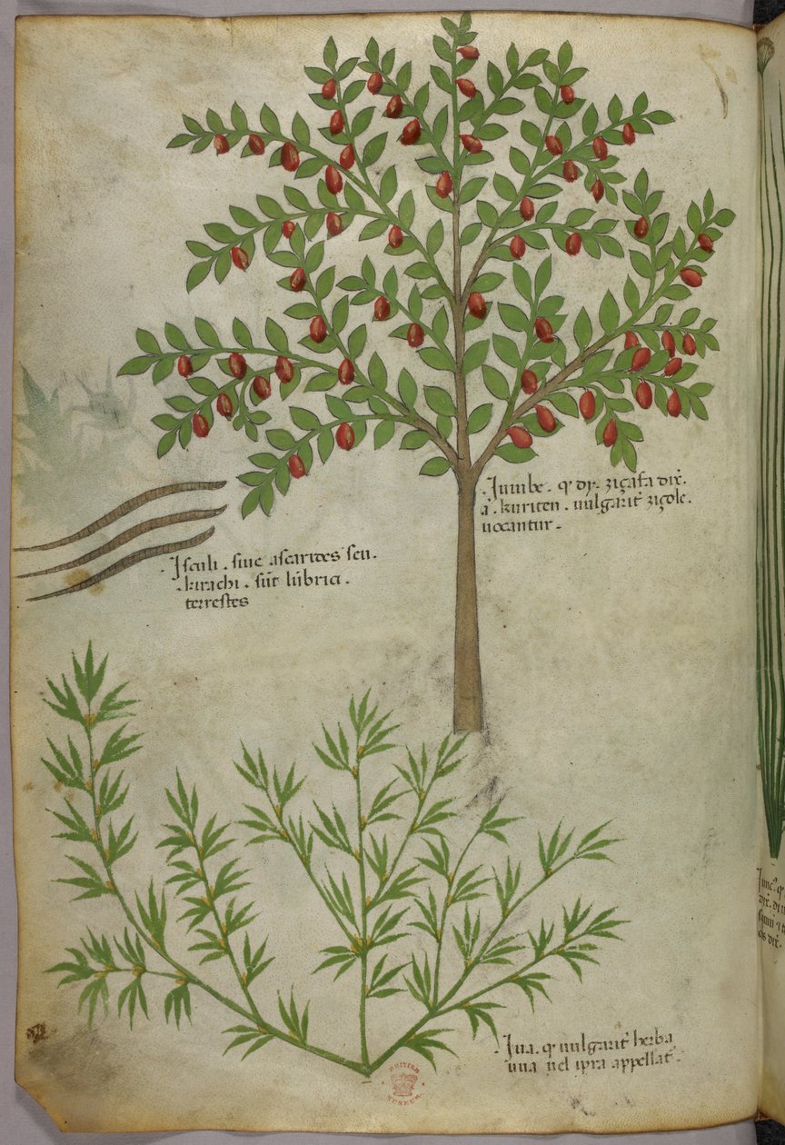 Ilustração botânica, c.1440 (tinta e cor sobre velino) de Italian School