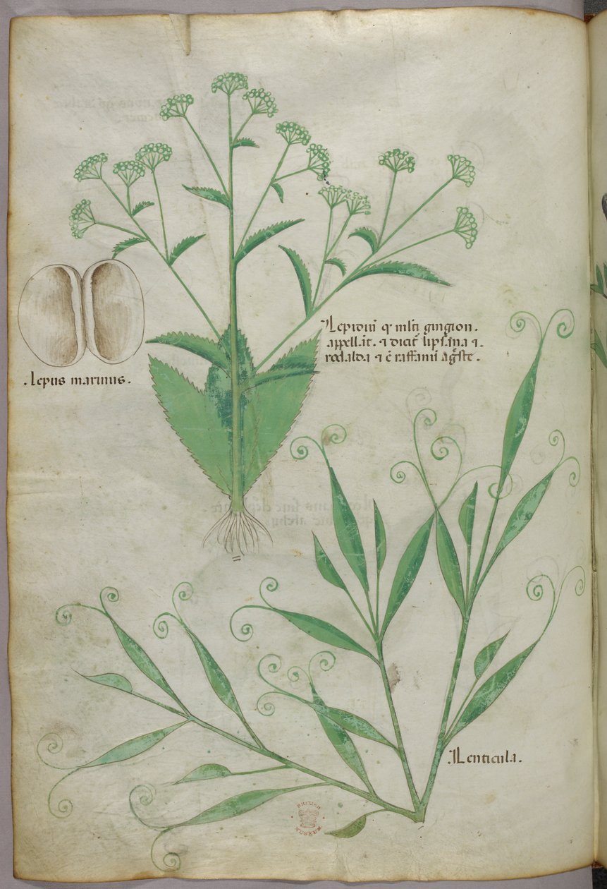 Ilustração botânica, c.1440 (tinta e cor sobre velino) de Italian School
