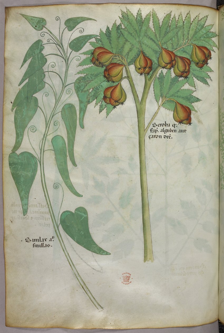 Ilustração botânica, c.1440 (tinta e cor sobre velino) de Italian School