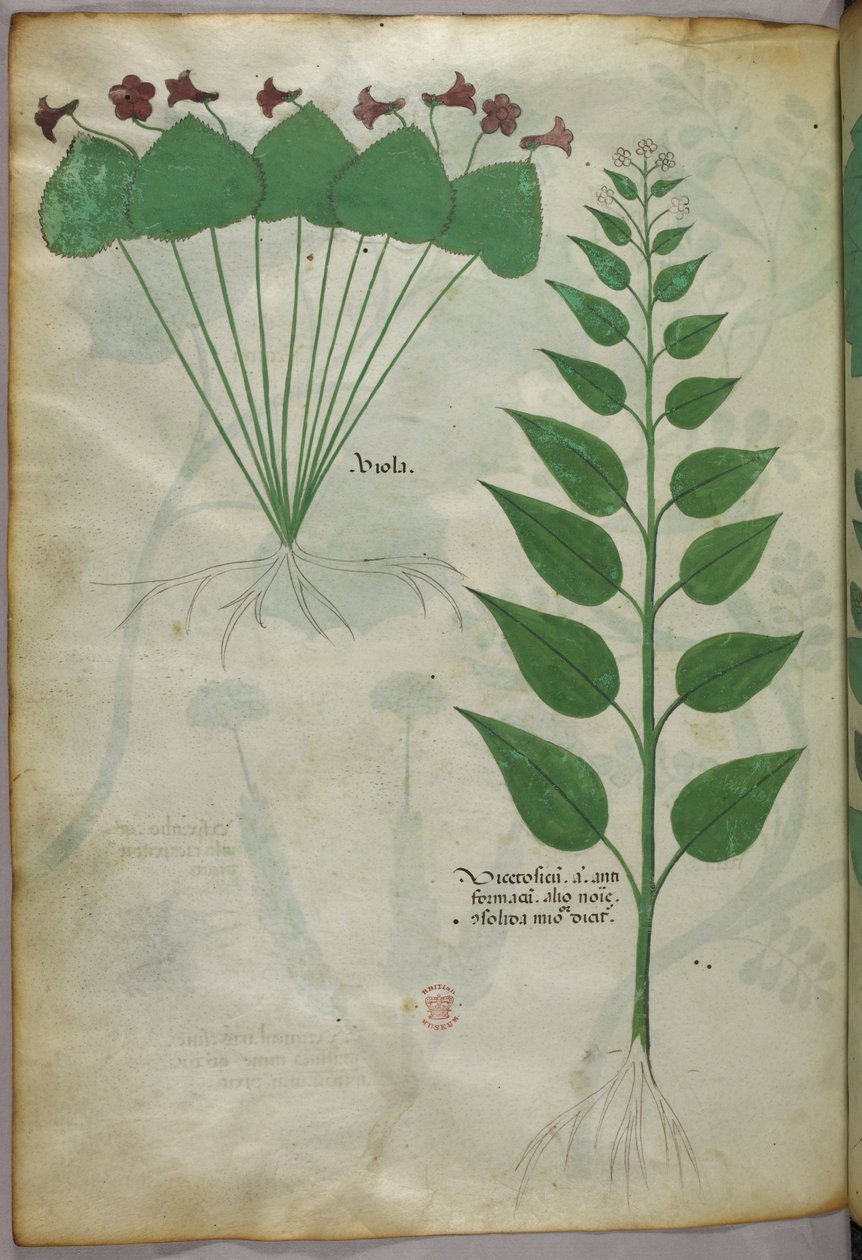 Ilustração botânica, c.1440 (tinta e cor sobre velino) de Italian School