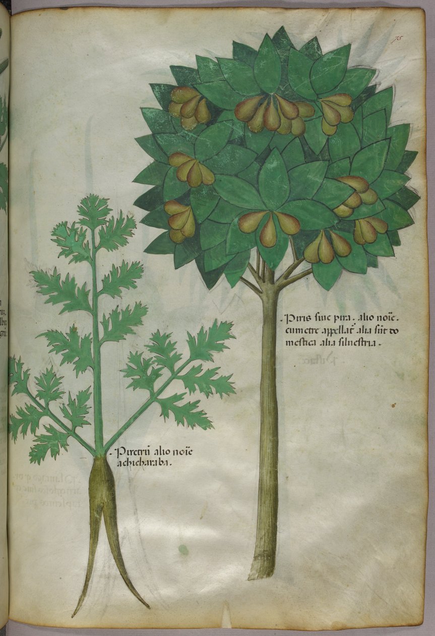 Ilustração botânica, c.1440 (tinta e cor sobre velino) de Italian School