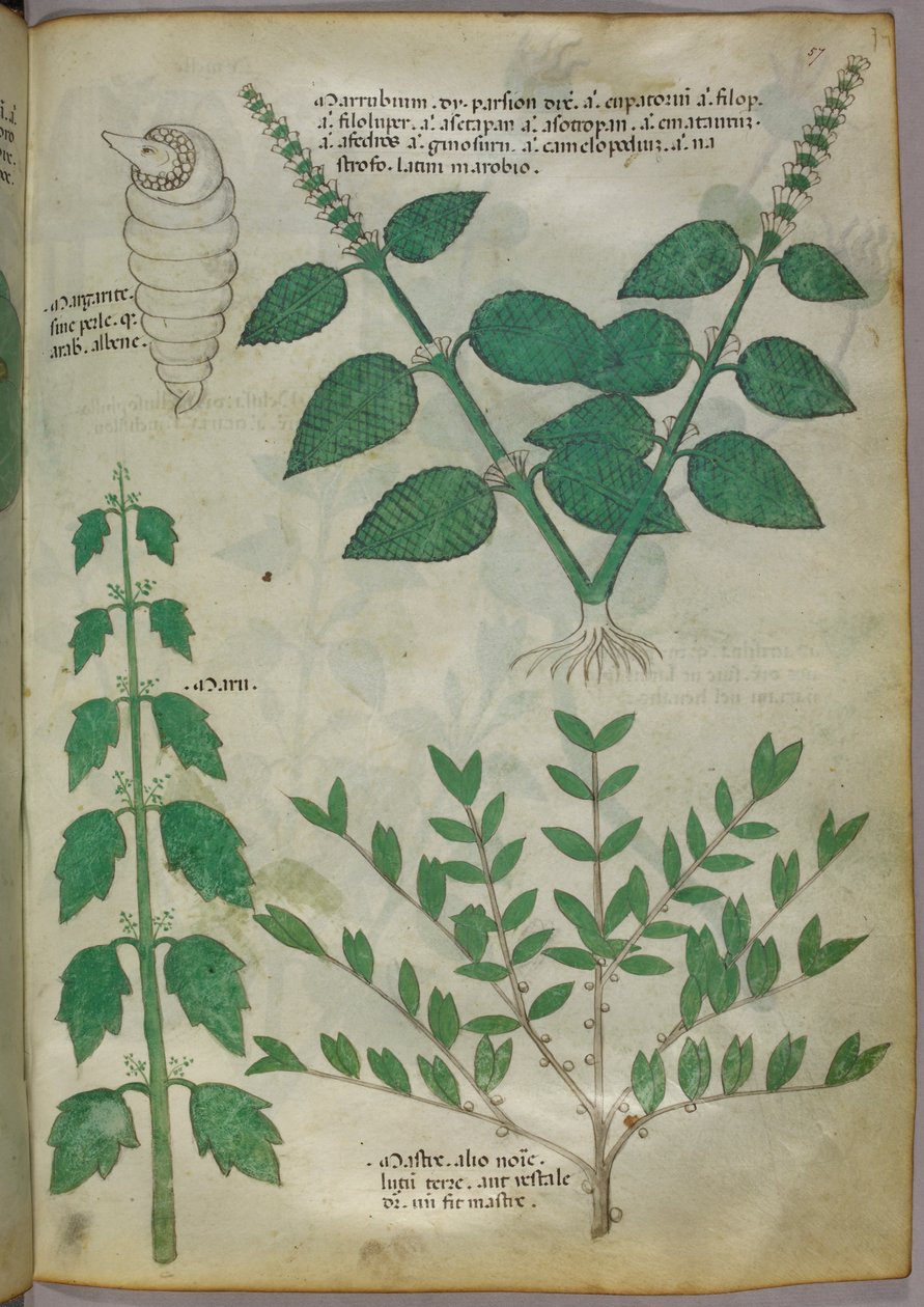 Ilustração botânica, c.1440 (tinta e cor sobre velino) de Italian School
