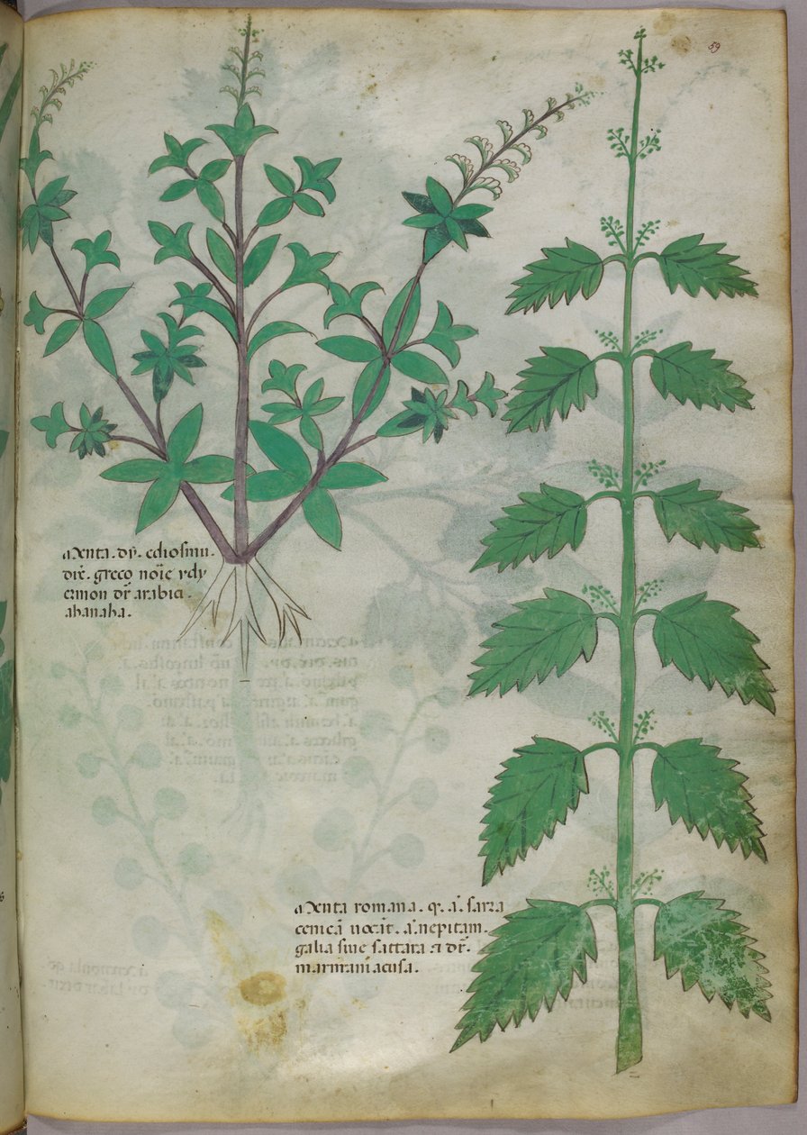 Ilustração botânica, c.1440 (tinta e cor sobre velino) de Italian School