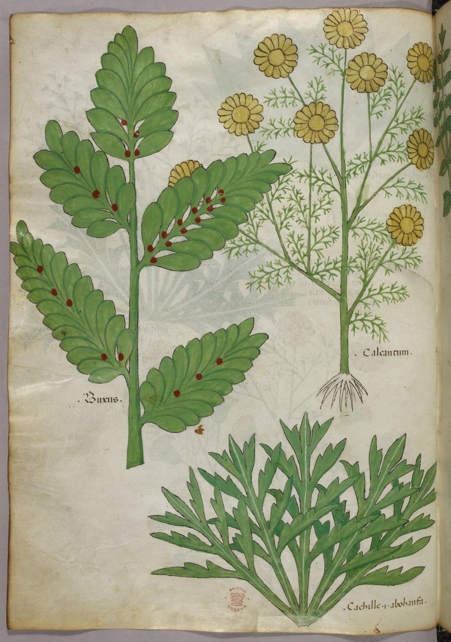 Ilustração botânica, c.1440 (tinta e cor sobre velino) de Italian School