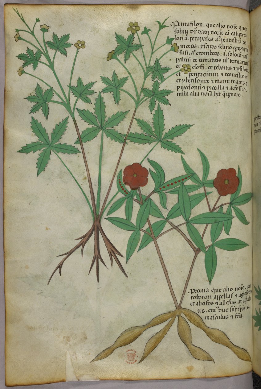 Ilustração botânica, c.1440 (tinta e cor sobre velino) de Italian School