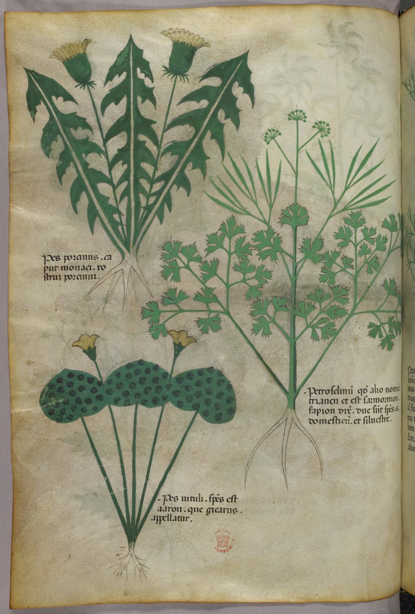 Ilustração botânica, c.1440 (tinta e cor sobre velino) de Italian School
