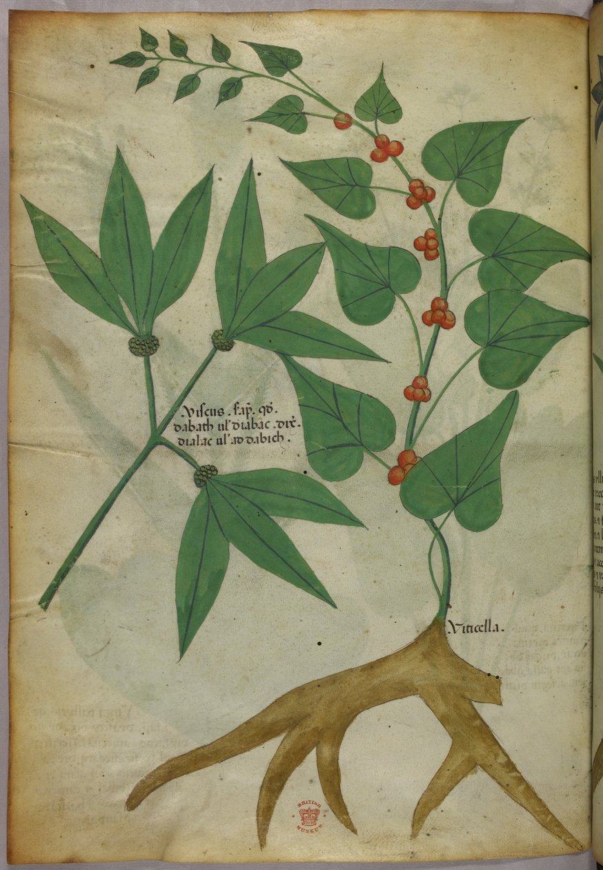 Ilustração botânica, c.1440 (tinta e cor sobre velino) de Italian School