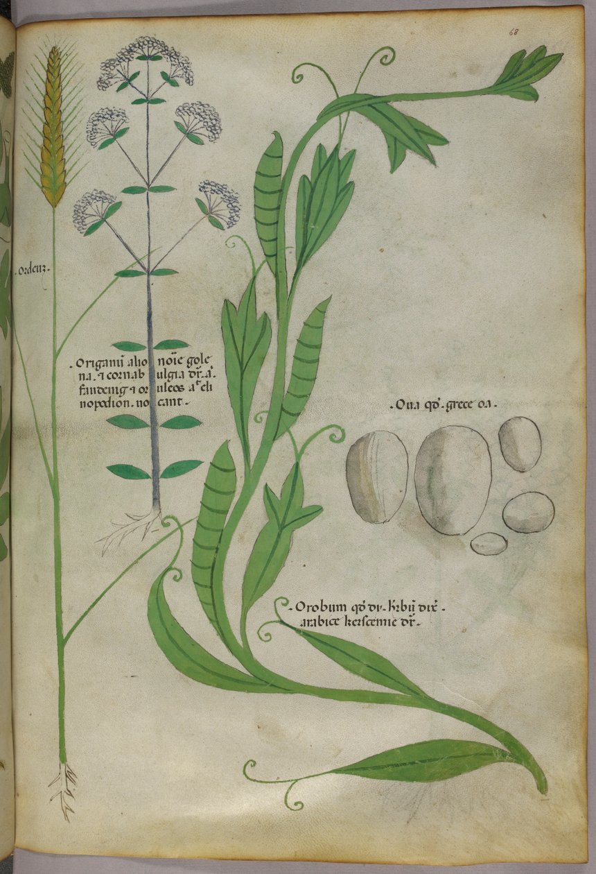 Ilustração botânica, c.1440 (tinta e cor sobre velino) de Italian School