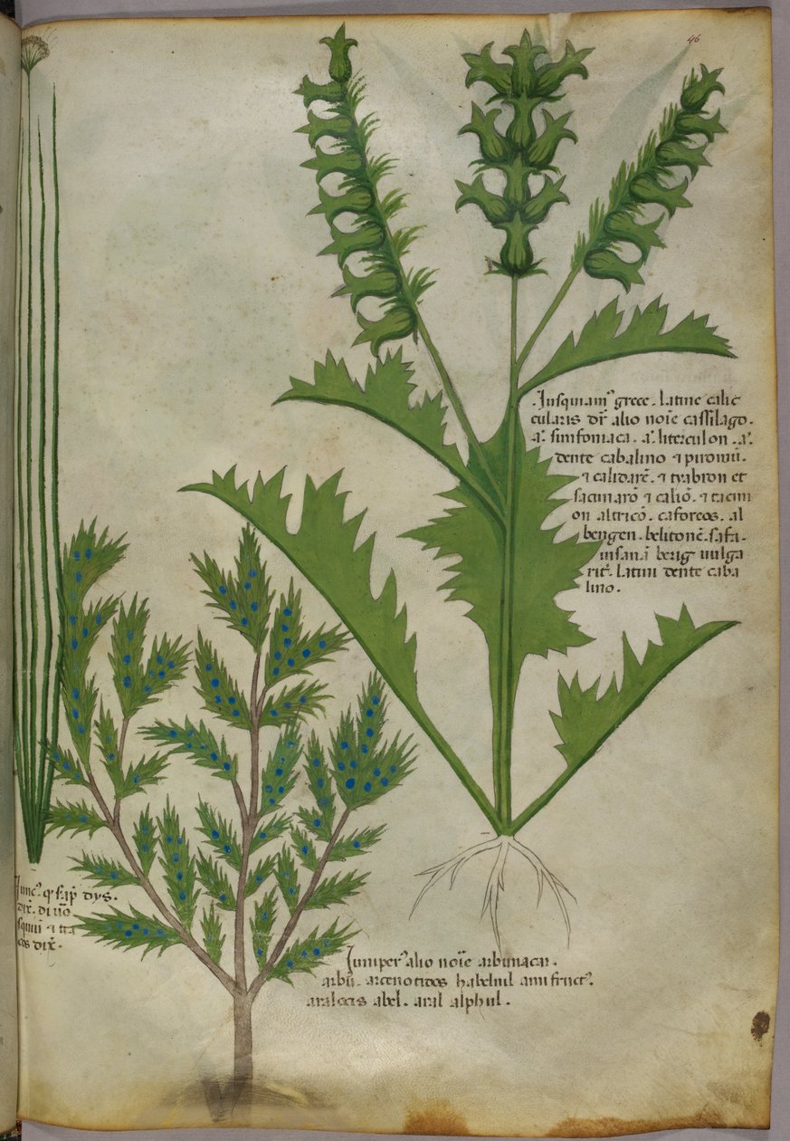 Ilustração botânica, c.1440 (tinta e cor sobre velino) de Italian School