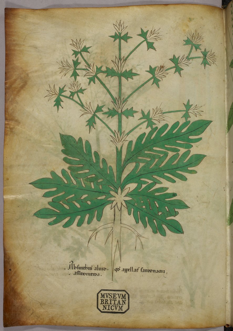 Ilustração botânica, c.1440 (tinta e cor sobre velino) de Italian School