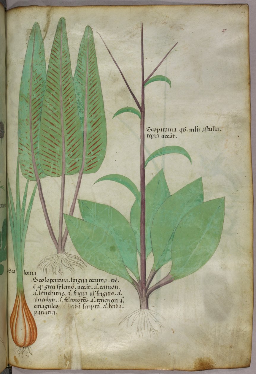 Ilustração botânica, c.1440 (tinta e cor sobre velino) de Italian School