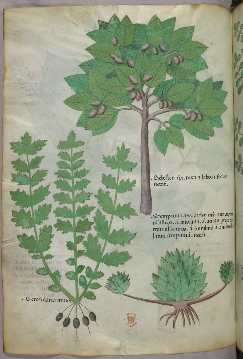 Ilustração botânica, c.1440 (tinta e cor sobre velino) de Italian School