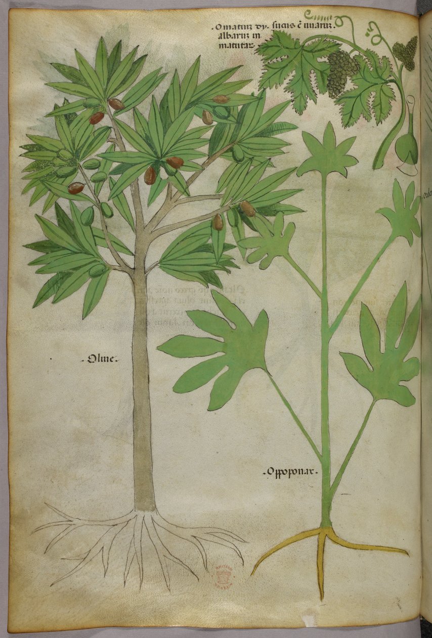 Ilustração botânica, c.1440 (tinta e cor sobre velino) de Italian School