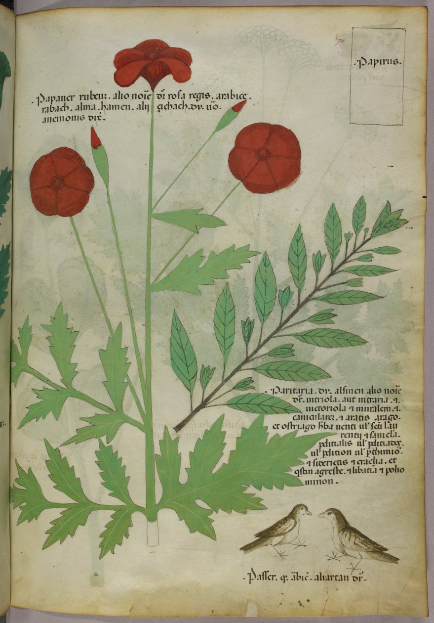 Ilustração botânica, c.1440 (tinta e cor sobre velino) de Italian School