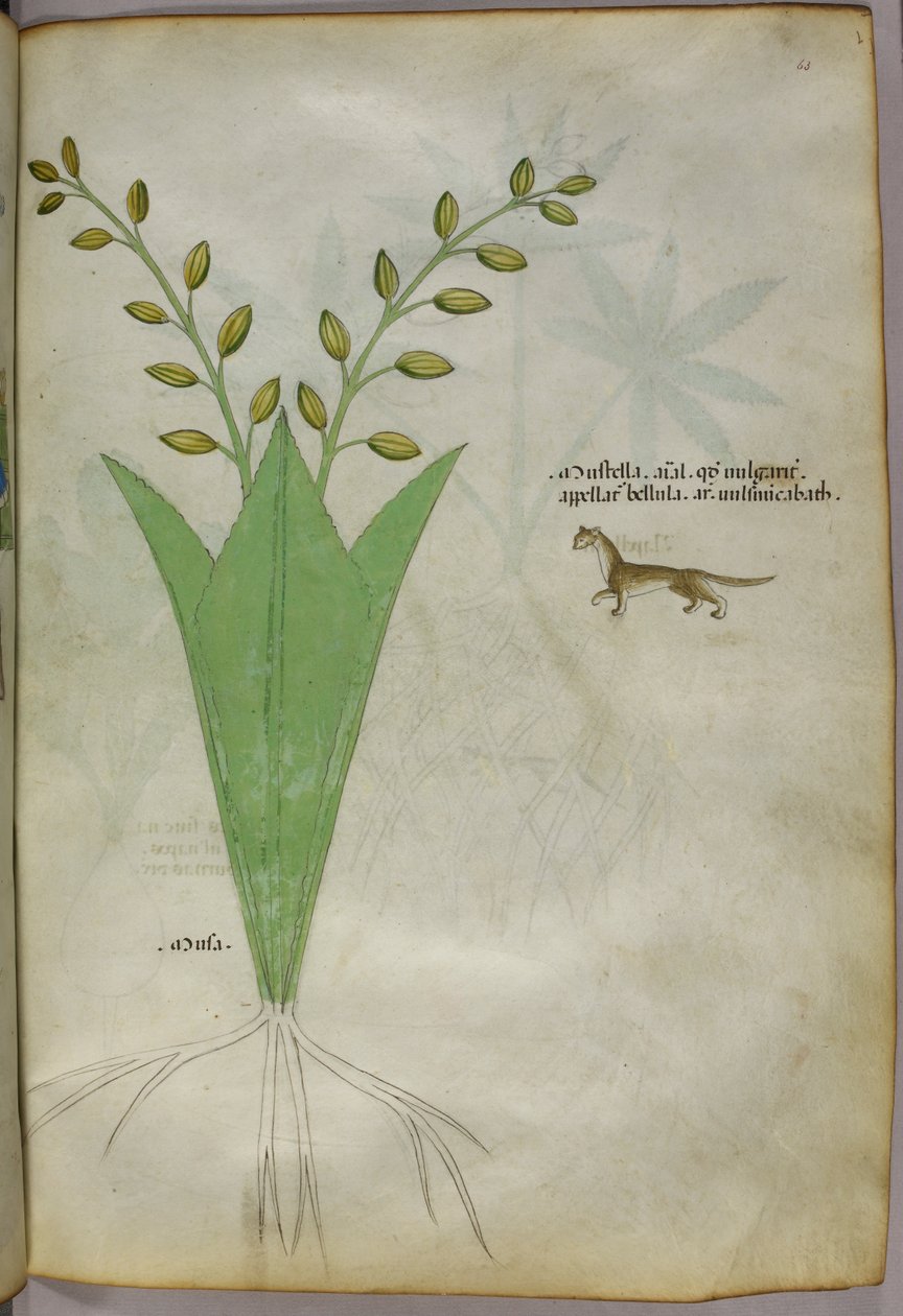 Ilustração botânica, c.1440 (tinta e cor sobre velino) de Italian School