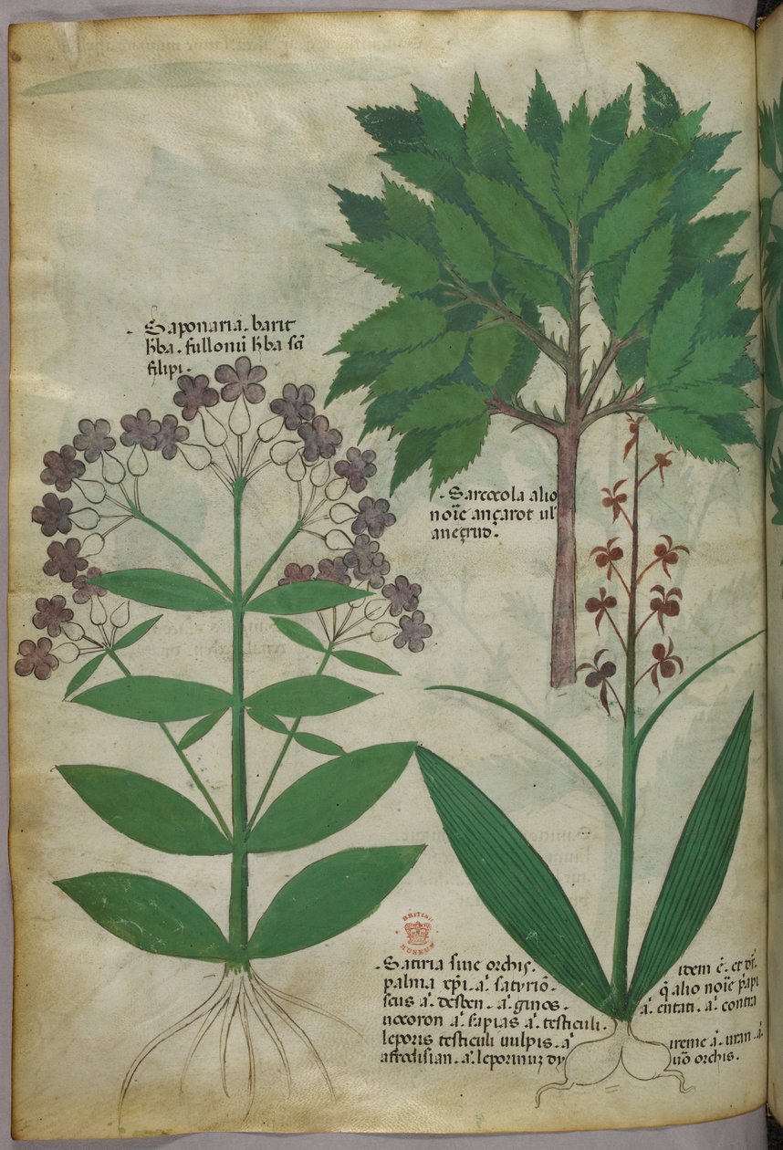 Ilustração botânica, c.1440 (tinta e cor sobre velino) de Italian School