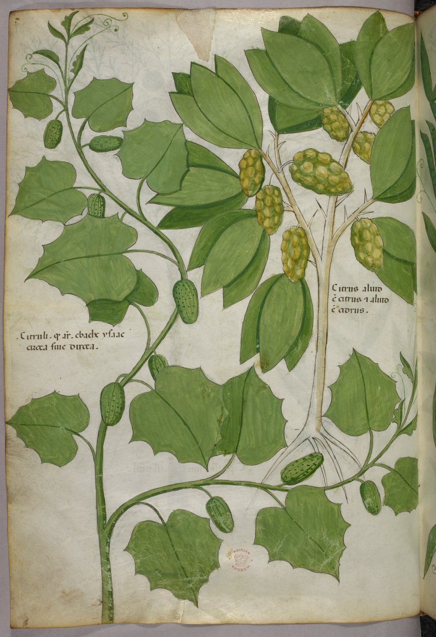 Ilustração botânica, c.1440 (tinta e cor sobre velino) de Italian School