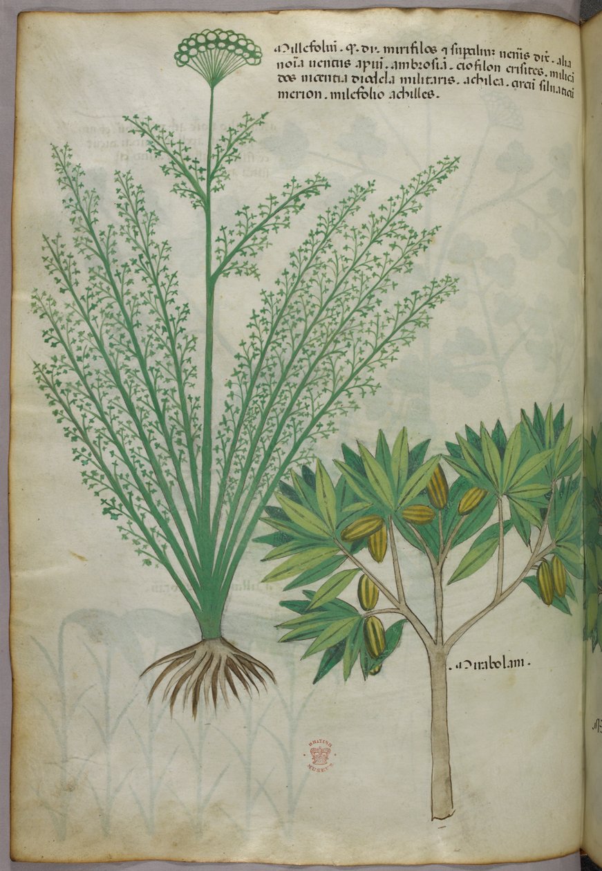 Ilustração botânica, c.1440 (tinta e cor sobre velino) de Italian School