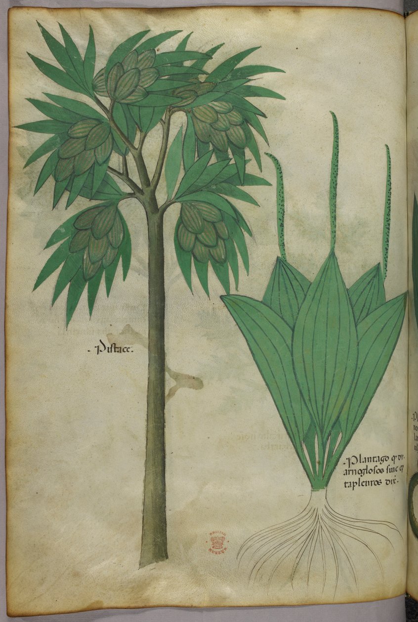 Ilustração botânica, c.1440 (tinta e cor sobre velino) de Italian School