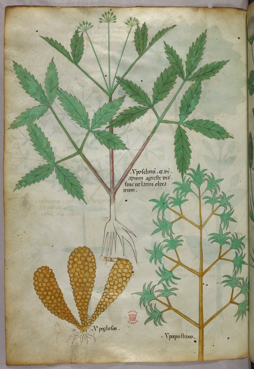 Ilustração botânica, c.1440 (tinta e cor sobre velino) de Italian School