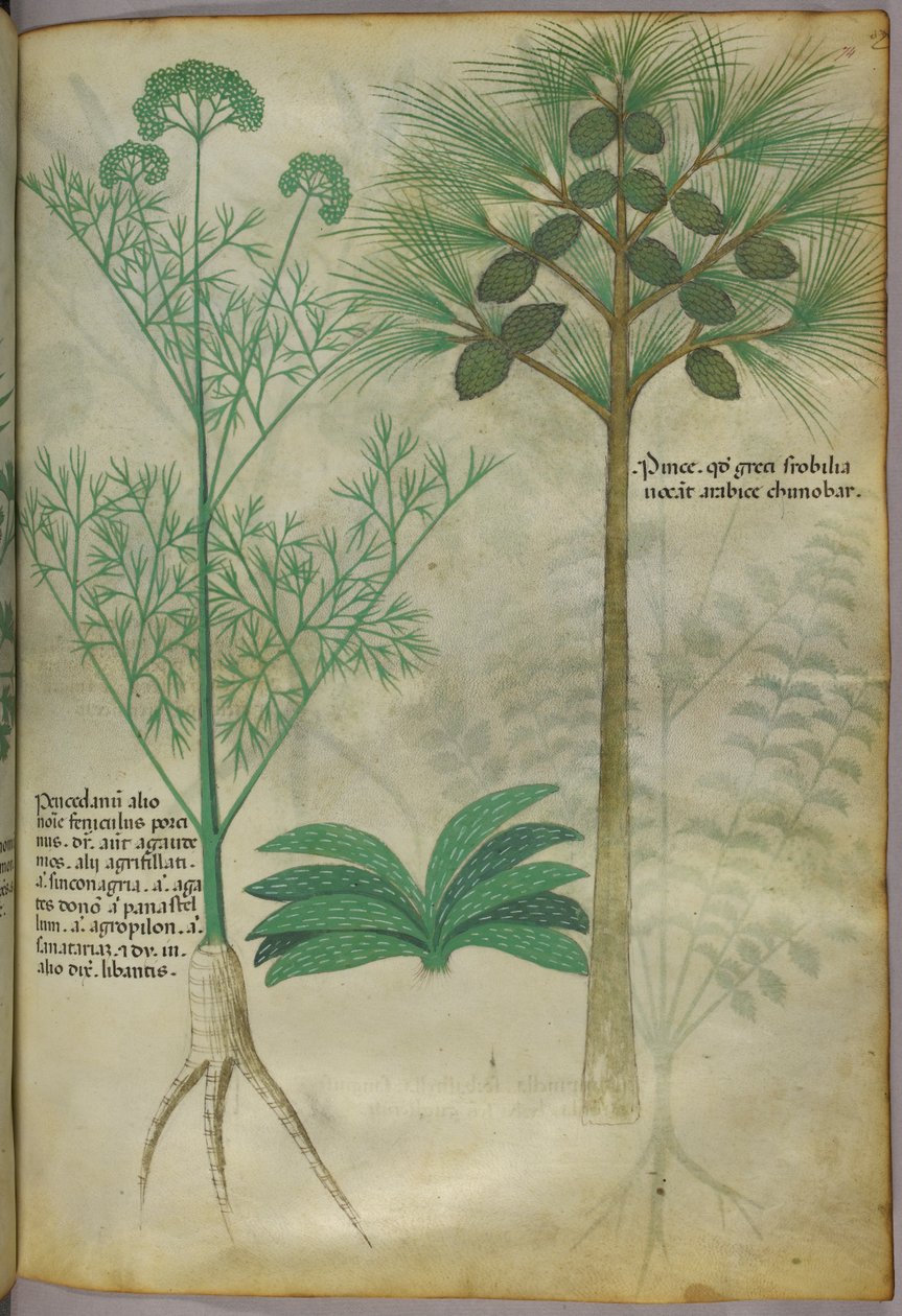 Ilustração botânica, c.1440 (tinta e cor sobre velino) de Italian School