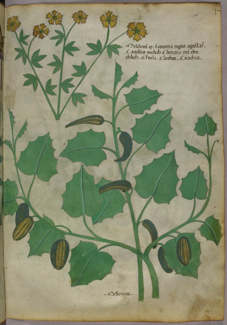 Ilustração botânica, c.1440 (tinta e cor sobre velino) de Italian School
