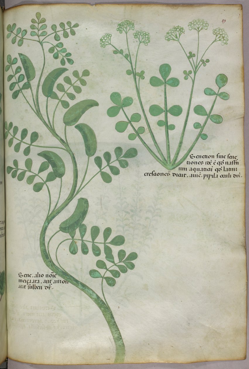 Ilustração botânica, c.1440 (tinta e cor sobre velino) de Italian School