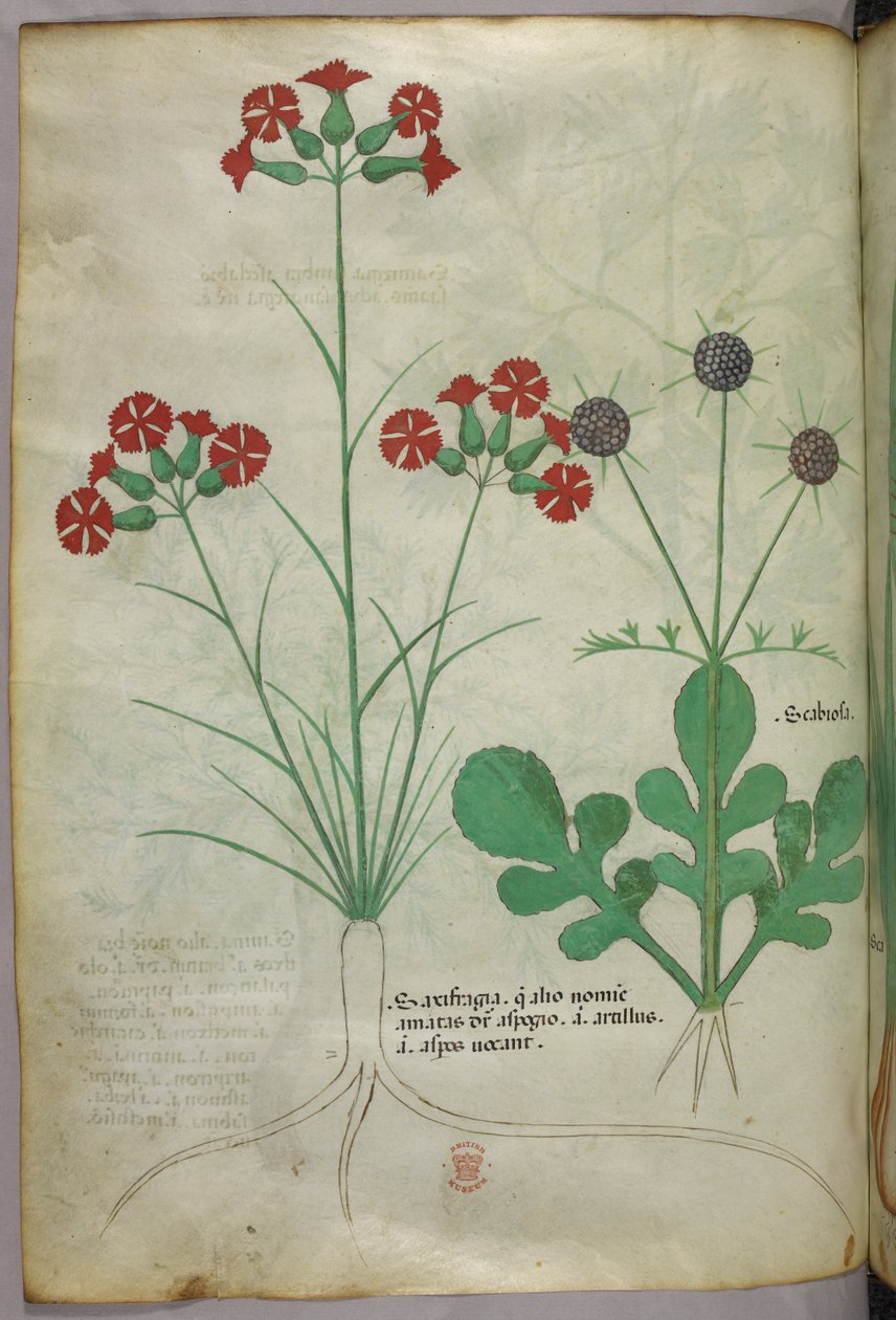 Ilustração botânica, c.1440 (tinta e cor sobre velino) de Italian School