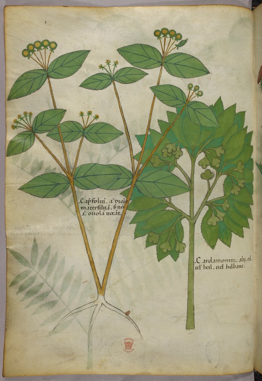Ilustração botânica, c.1440 (tinta e cor sobre velino) de Italian School