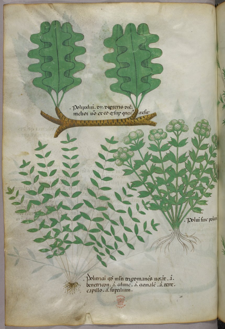Ilustração botânica, c.1440 (tinta e cor sobre velino) de Italian School