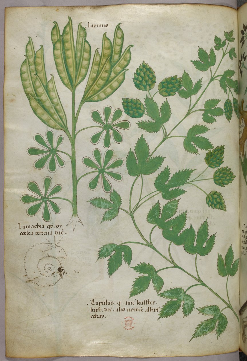 Ilustração botânica, c.1440 (tinta e cor sobre velino) de Italian School