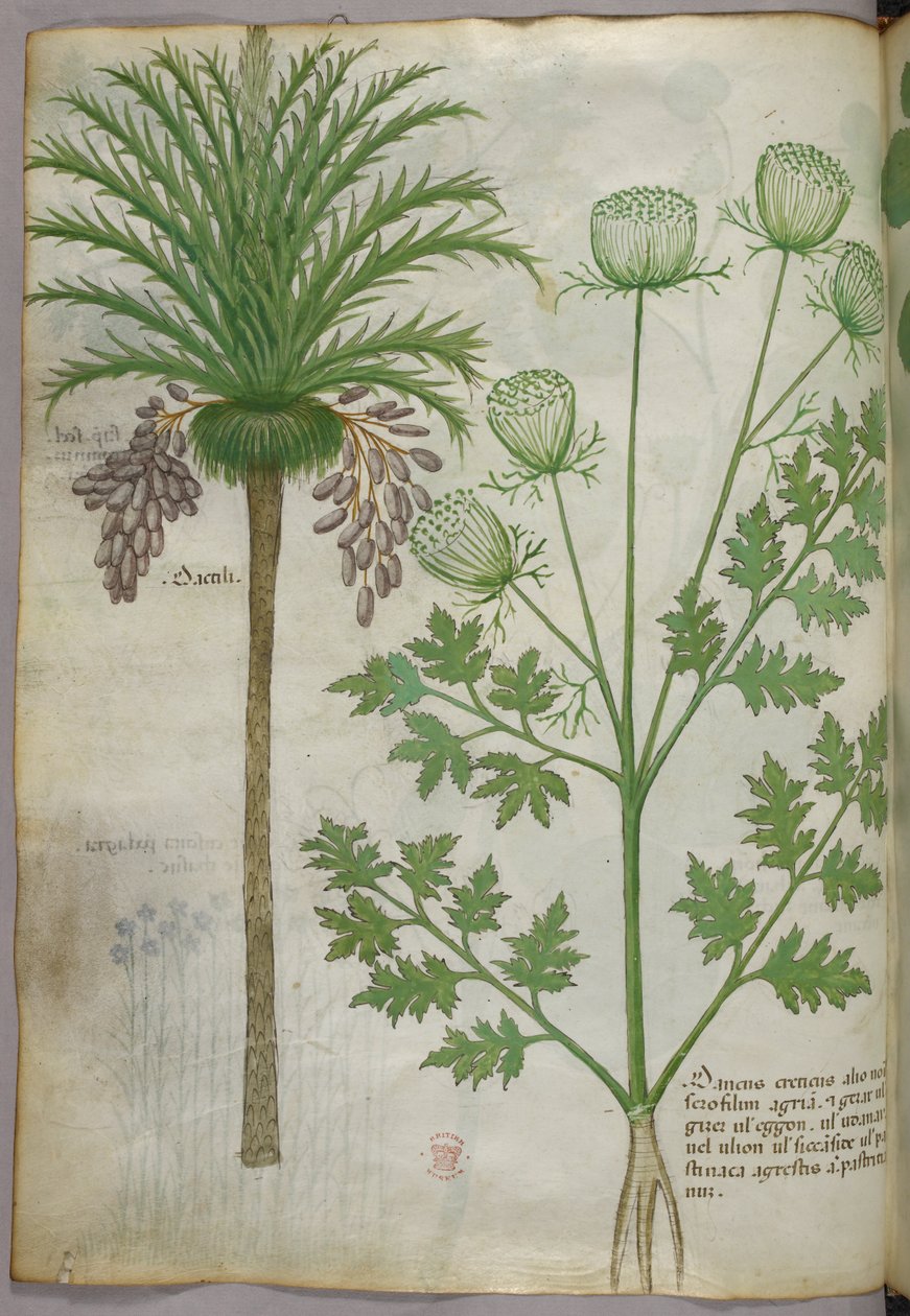 Ilustração botânica, c.1440 (tinta e cor sobre velino) de Italian School