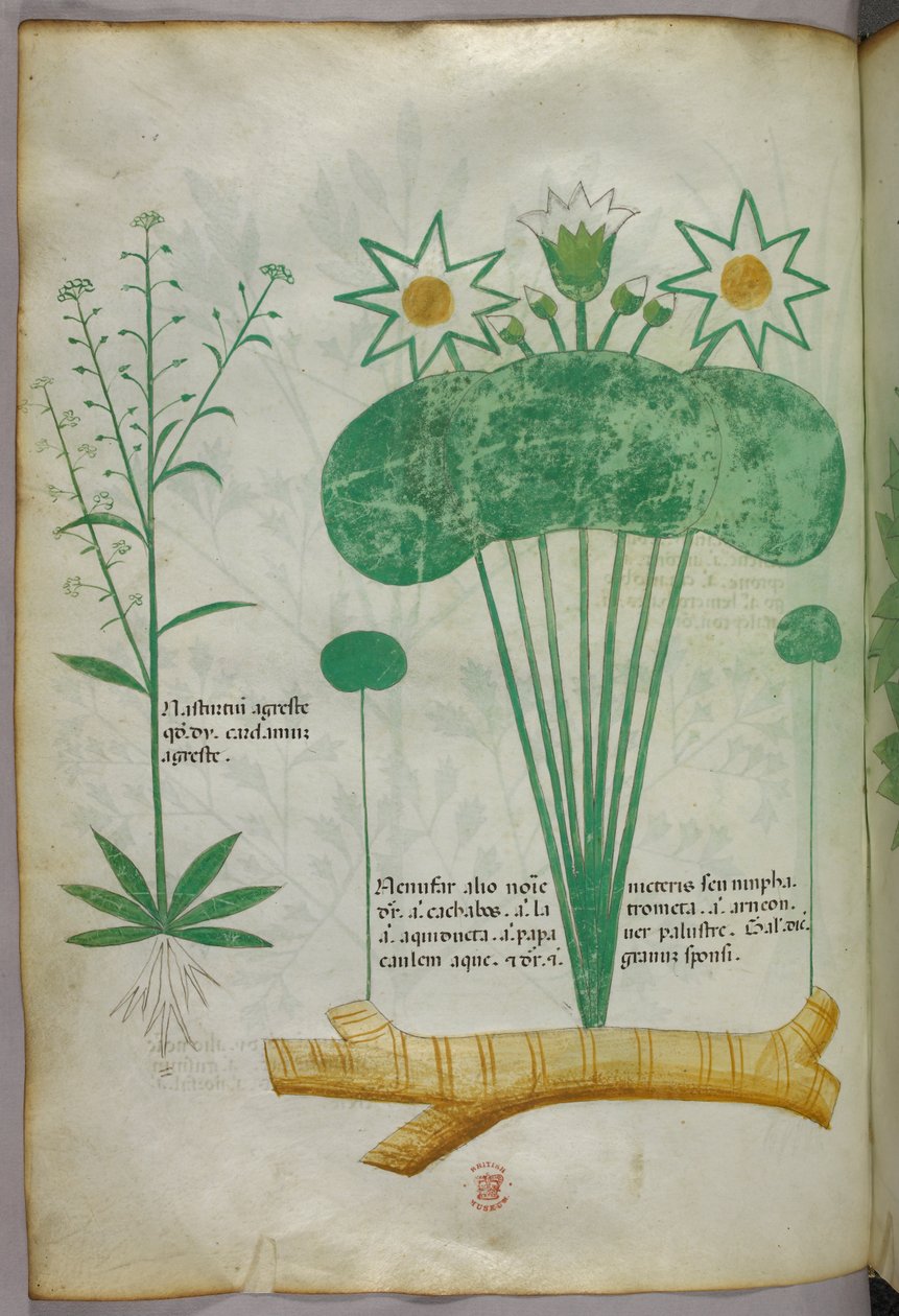 Ilustração botânica, c.1440 (tinta e cor sobre velino) de Italian School