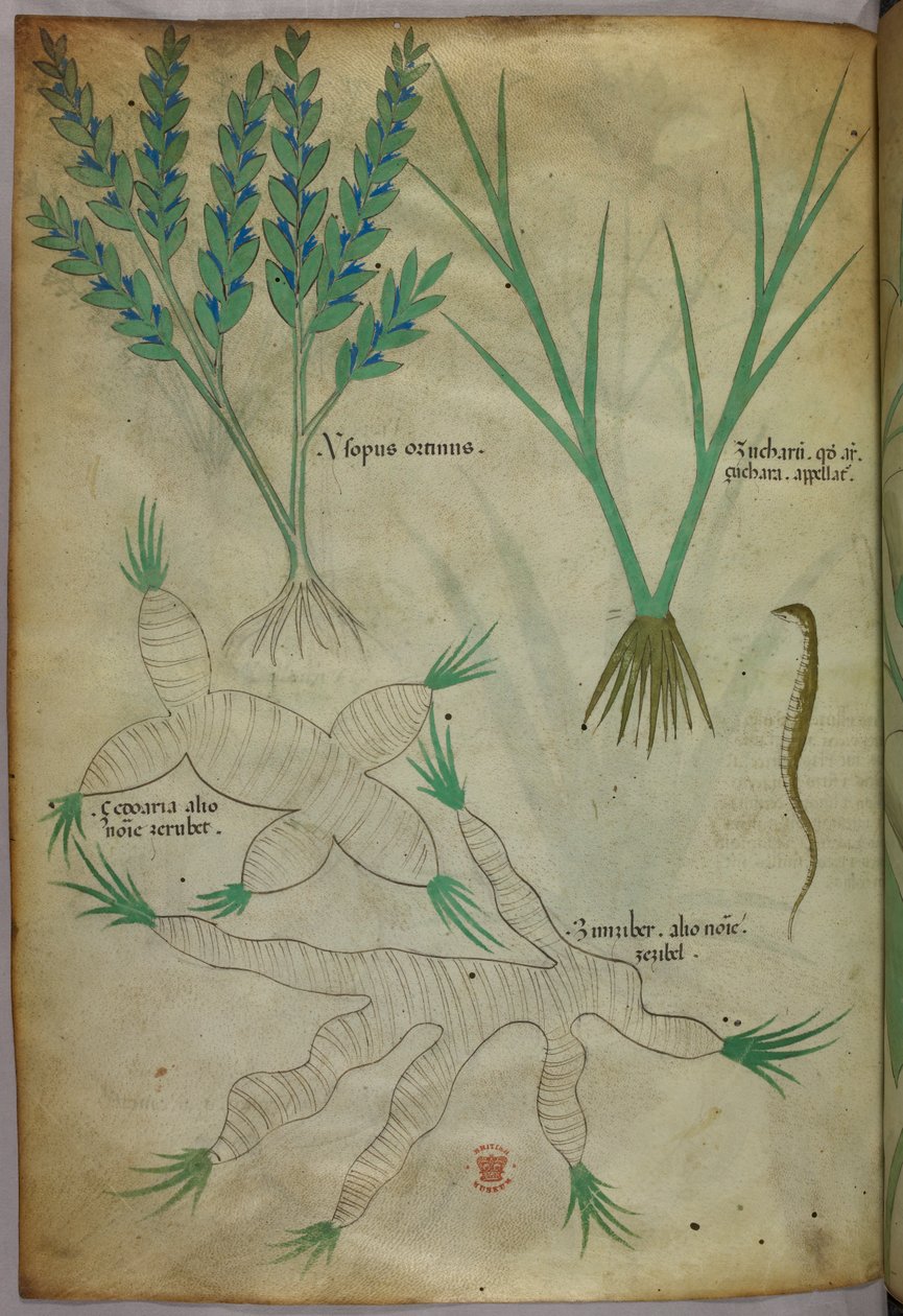 Ilustração botânica, c.1440 (tinta e cor sobre velino) de Italian School