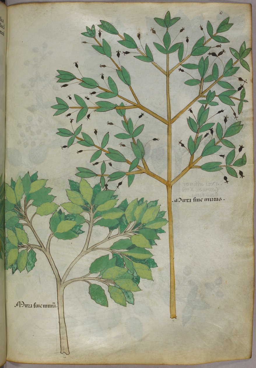 Ilustração botânica, c.1440 (tinta e cor sobre velino) de Italian School
