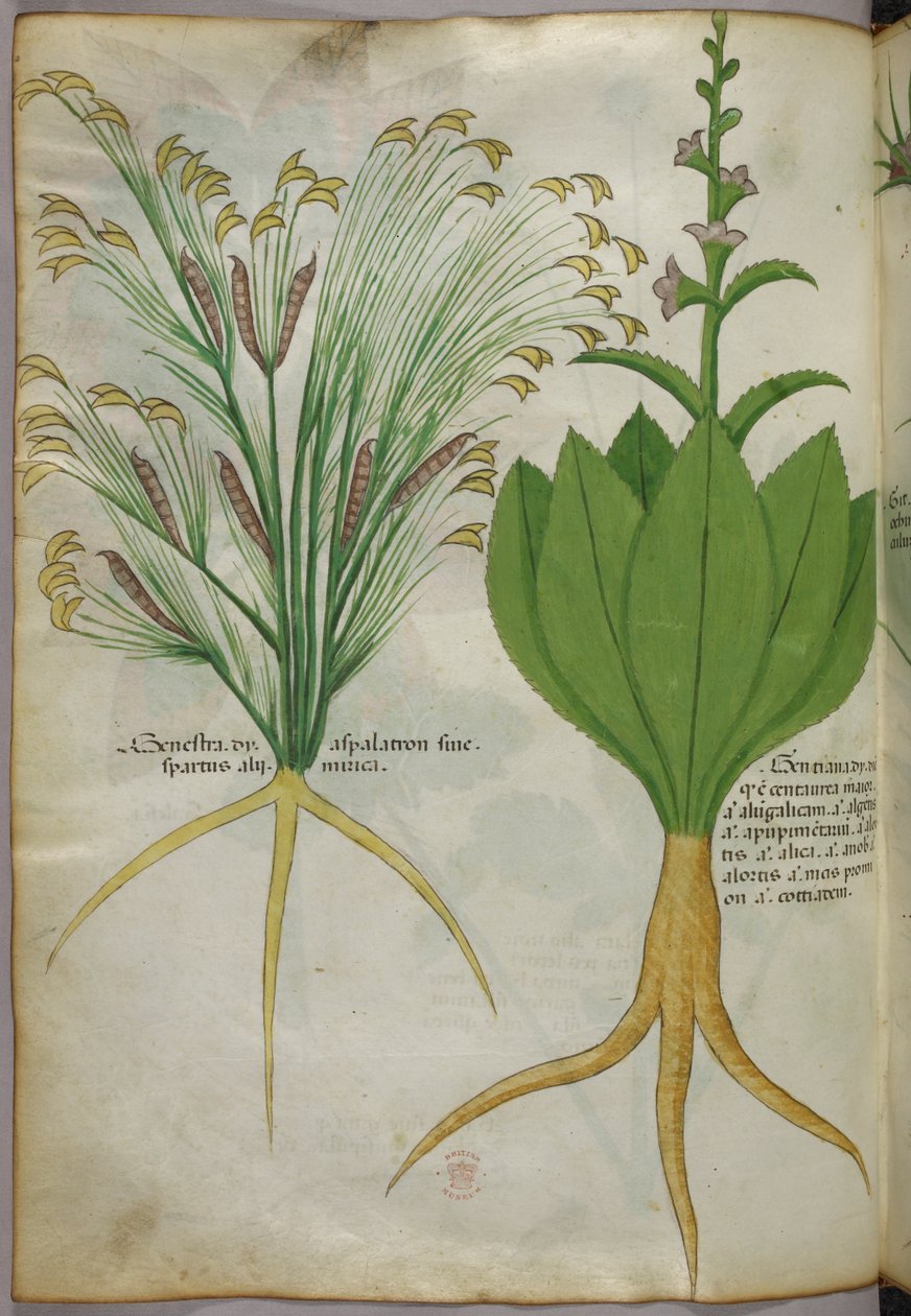Ilustração botânica, c.1440 (tinta e cor sobre velino) de Italian School